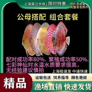 七彩神仙鱼热带观赏鱼淡水鱼阿莲卡松石财神黄金公母配对七彩神仙