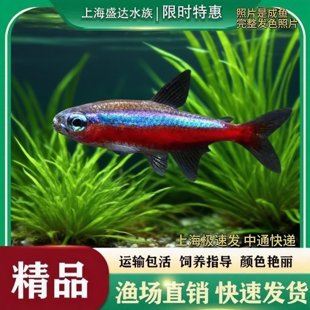 红绿灯鱼喷火灯剪刀鱼宝莲灯鱼红绿灯观赏鱼小型灯科鱼淡水群游鱼