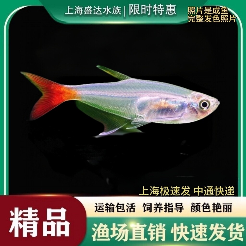 红尾水晶鱼透明鱼热带观赏鱼好养耐活鱼草缸灯科鱼淡水小型群游鱼
