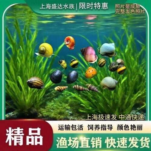 黄金螺斑马螺黑金刚螺清洁除澡