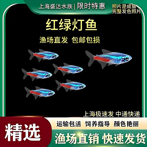 红绿灯鱼宝莲灯鱼淡水活体群游鱼