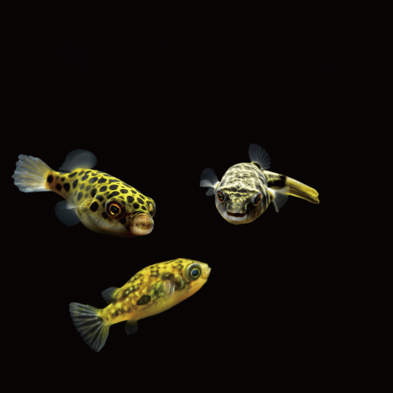 热带鱼淡水观赏鱼斑马狗头鱼活体水族宠物鱼河豚潜水艇鼓气金蛙蛙