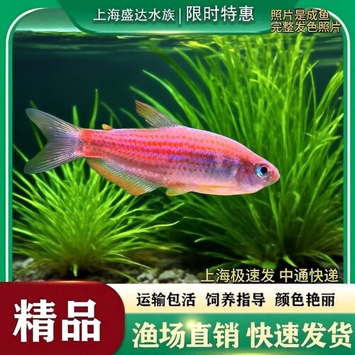 彩虹星钻鱼南美鱼热带观赏鱼好养耐活鱼草缸灯科鱼淡水小型群游鱼