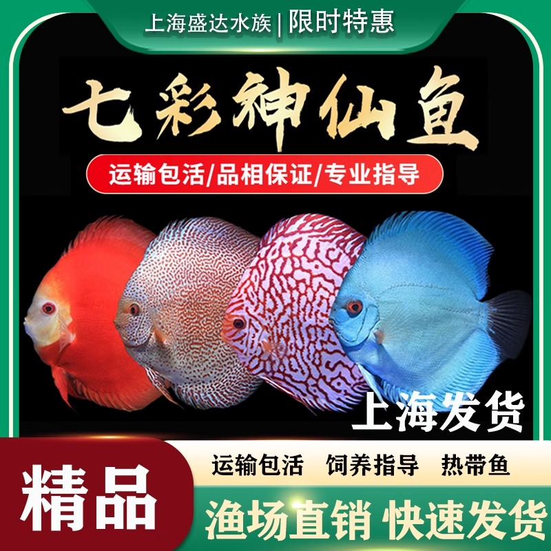 七彩神仙大神仙德松淡水鱼