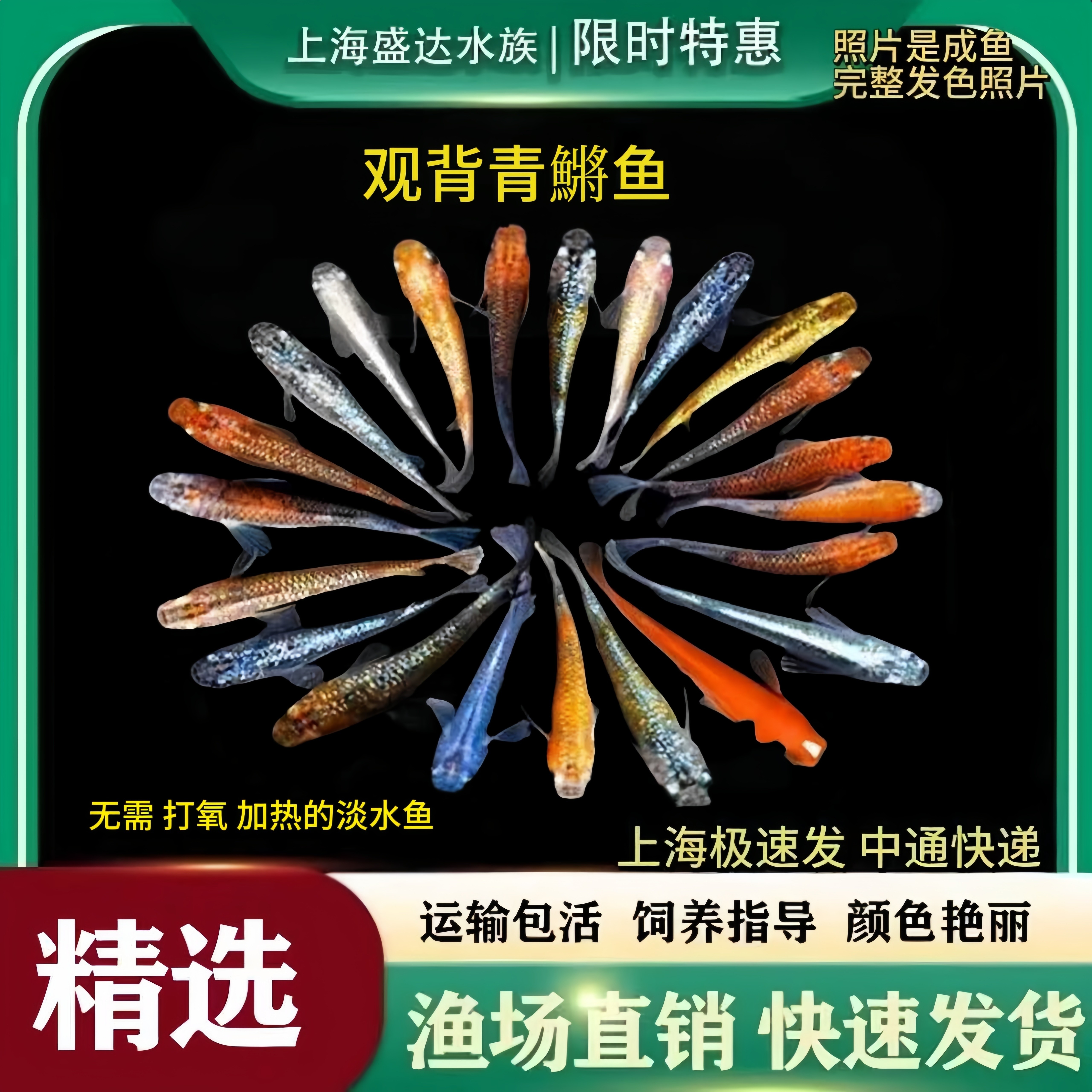 观背青鳉鱼白云金丝鱼冷水鱼不加温冷水观赏鱼好养耐活鱼小观赏鱼