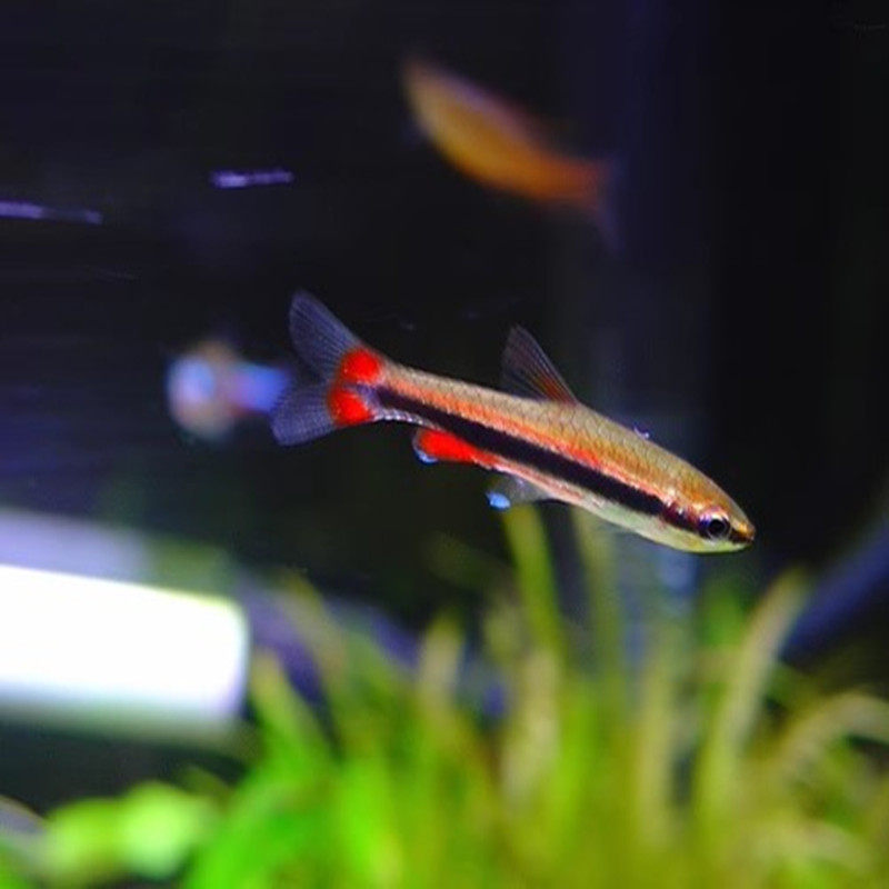 金银带红肚铅笔鱼小一眉道人鱼观赏鱼水草缸群游热带清洁鱼除丝澡