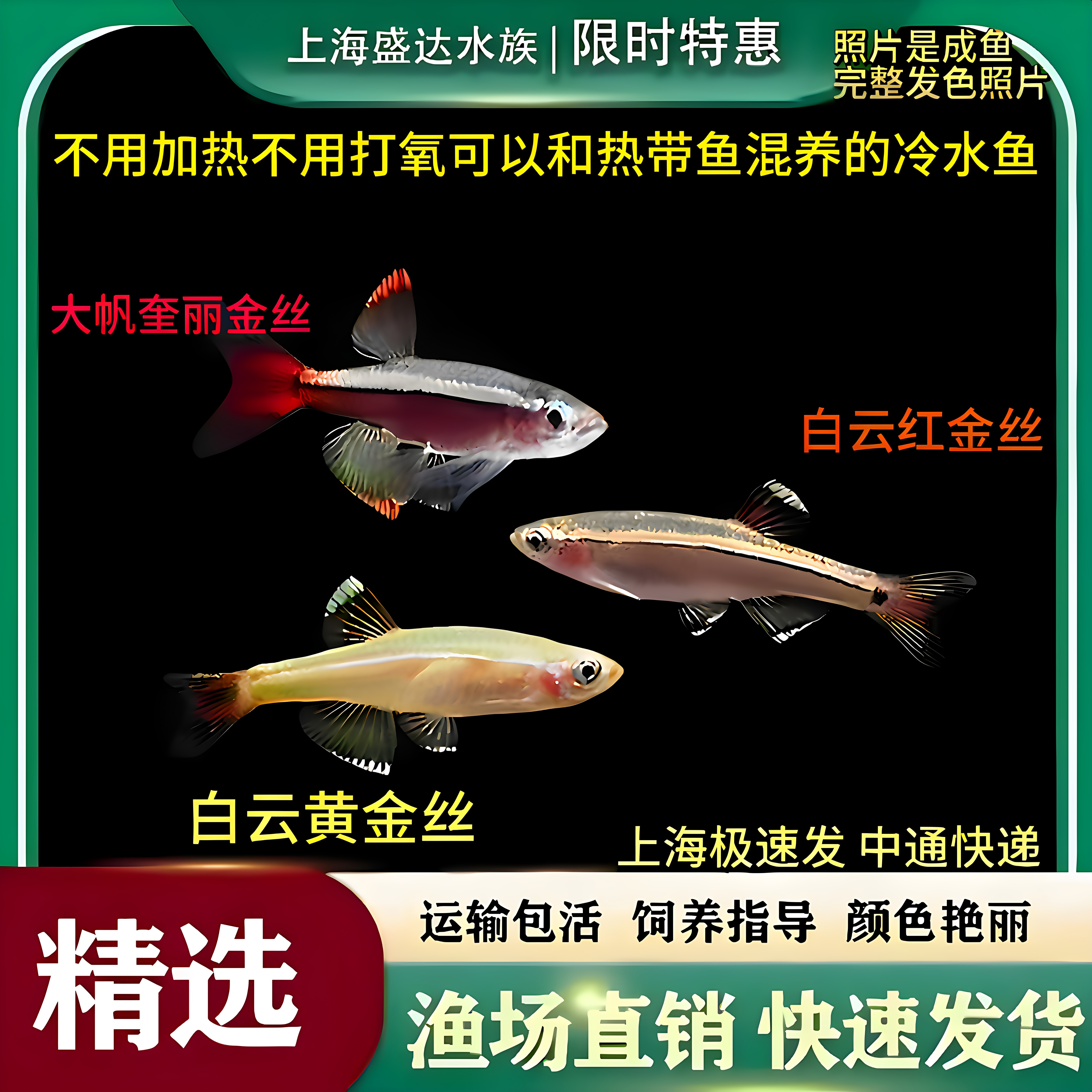 白云金丝鱼冷水鱼草缸不加温淡水冷水观赏鱼好养耐活鱼小型观赏鱼