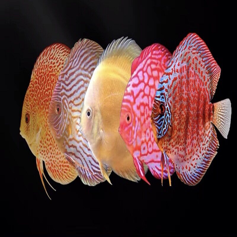 热带观赏鱼七彩神仙雪玉红盖子阿莲卡天子蓝黄金红蓝松石德松燕鱼