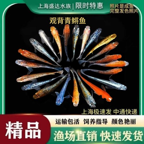 观背青鱂鱼白云金丝鱼淡水冷水鱼