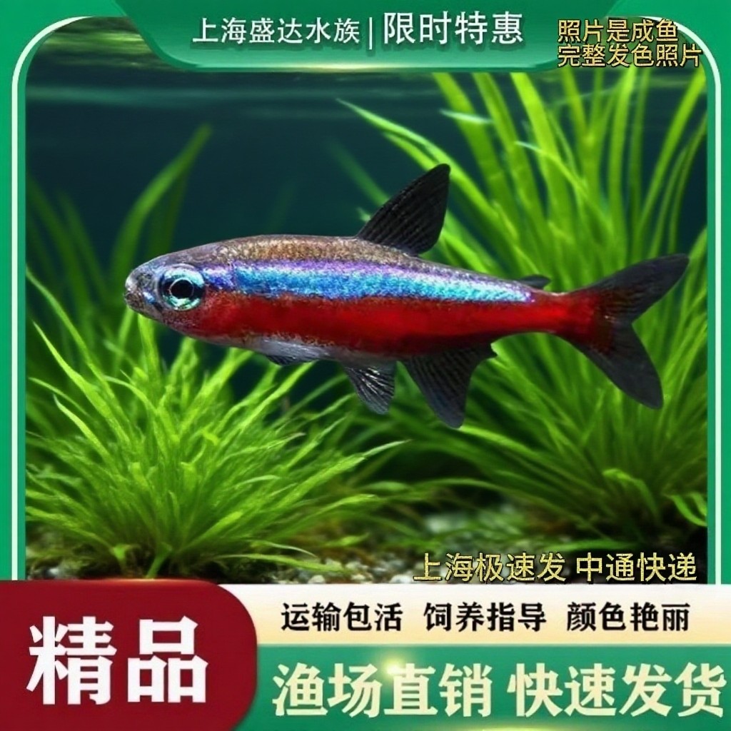 红绿灯鱼喷火灯剪刀鱼宝莲灯鱼红绿灯观赏鱼小型灯科鱼淡水群游鱼,宠物/宠物食品及用品,鱼,淘宝优惠券,粉丝福利购,淘宝优惠卷