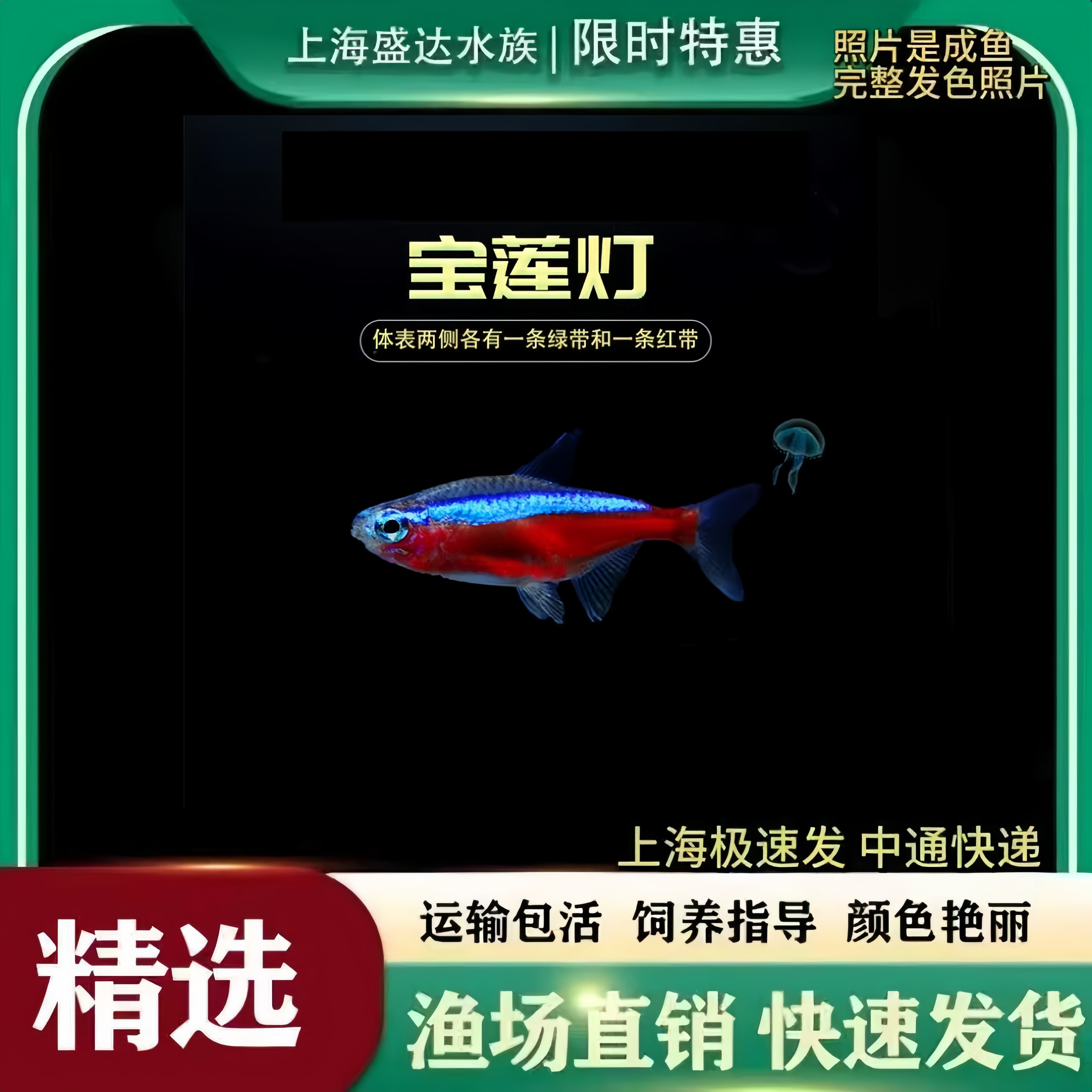 红绿灯鱼喷火灯剪刀鱼宝莲灯鱼红绿灯观赏鱼小型灯科鱼淡水群游鱼