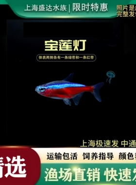 红绿灯鱼喷火灯剪刀鱼宝莲灯鱼红绿灯观赏鱼小型灯科鱼淡水群游鱼