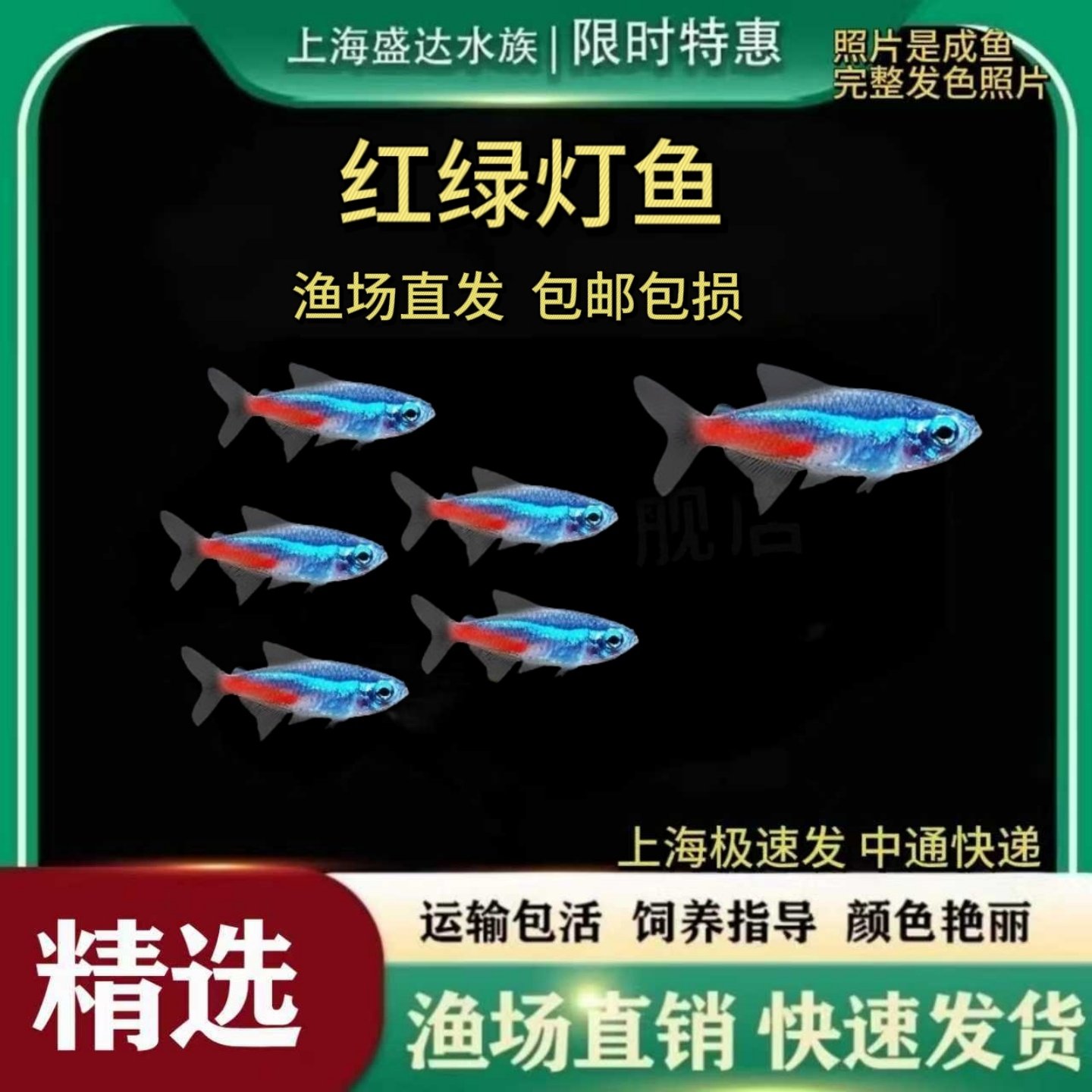 红绿灯鱼热带红绿灯观赏鱼好养耐活鱼宝莲灯鱼灯科淡水小型群游鱼