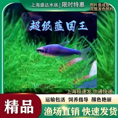 热带鱼蓝凯瑞淡水鱼蓝色