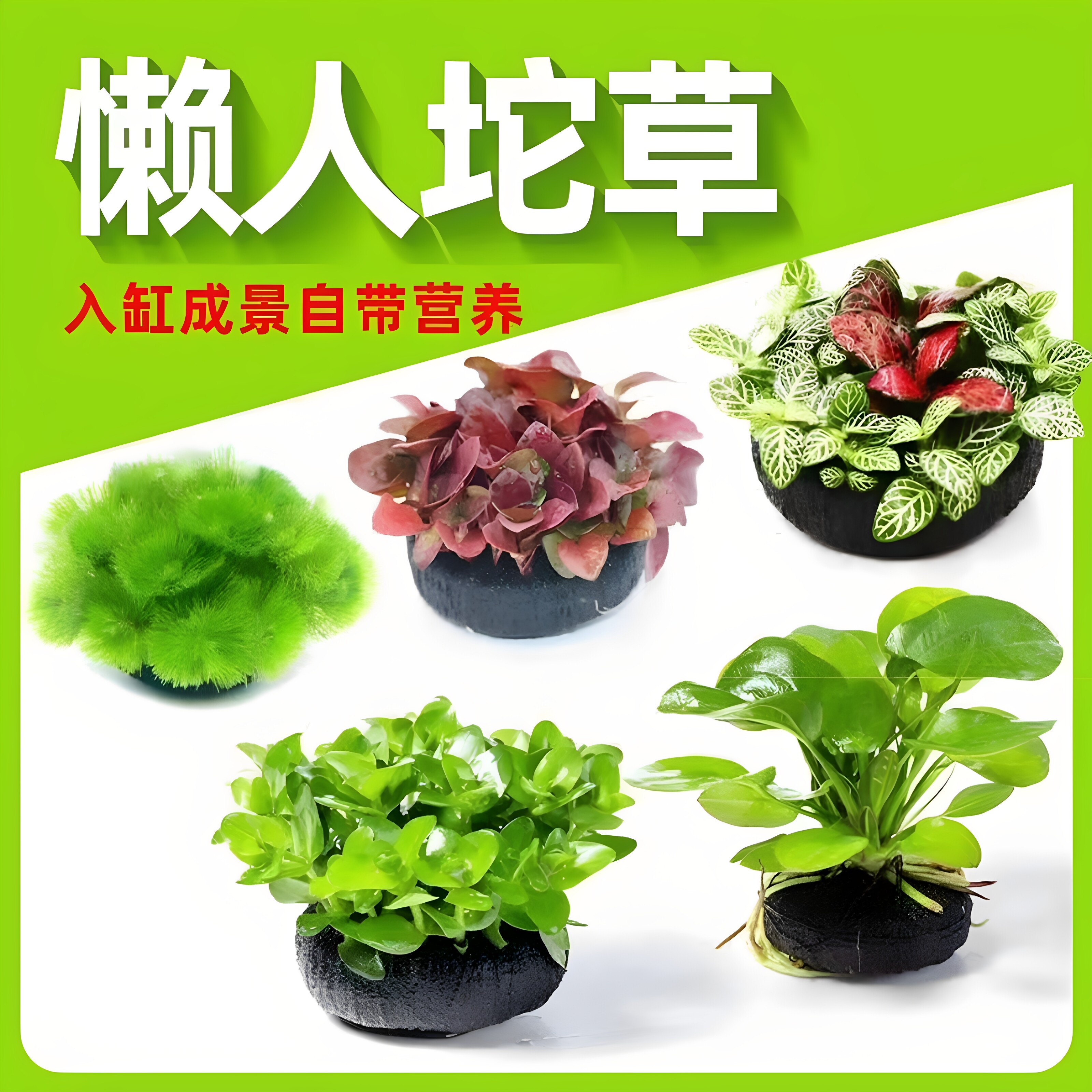 懒人坨水草沉水型淡水绿植新手易养鱼缸造景装饰专用活体植物水草
