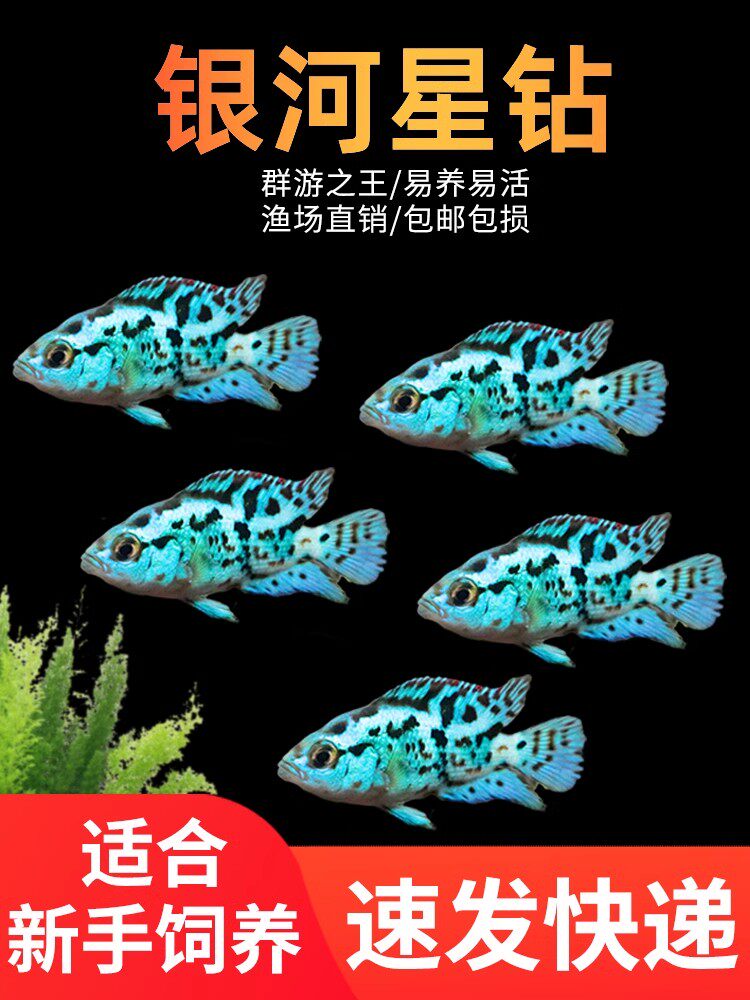 三湖鱼慈鲷银河星钻鱼美洲短鲷热带观赏鱼活体新手好养耐活鱼新手