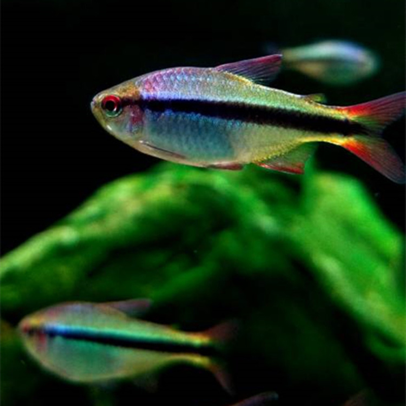 热带鱼观赏鱼皇室青魔鬼鱼群游活物黑莲灯超级蓝国王霓虹草缸淡水