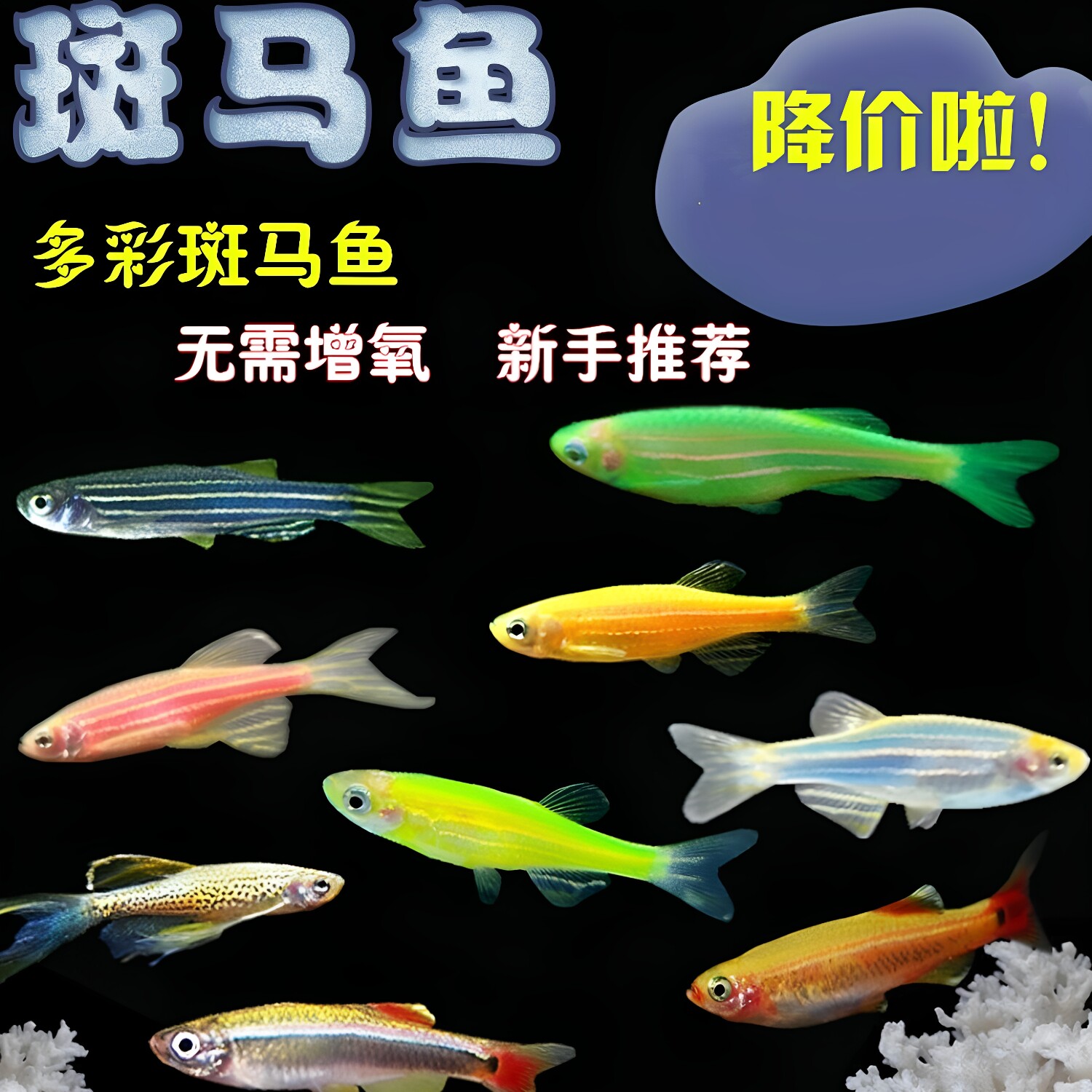 斑马鱼小型热带鱼观赏鱼好养耐活鱼草缸群游鱼淡水灯科鱼活体小鱼