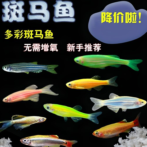 糖果鱼斑马鱼红绿灯淡水颜色艳丽
