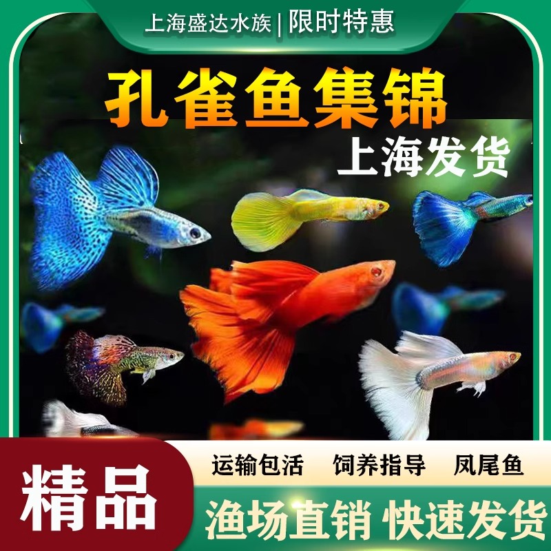 孔雀鱼象牙白礼服天空蓝观赏鱼