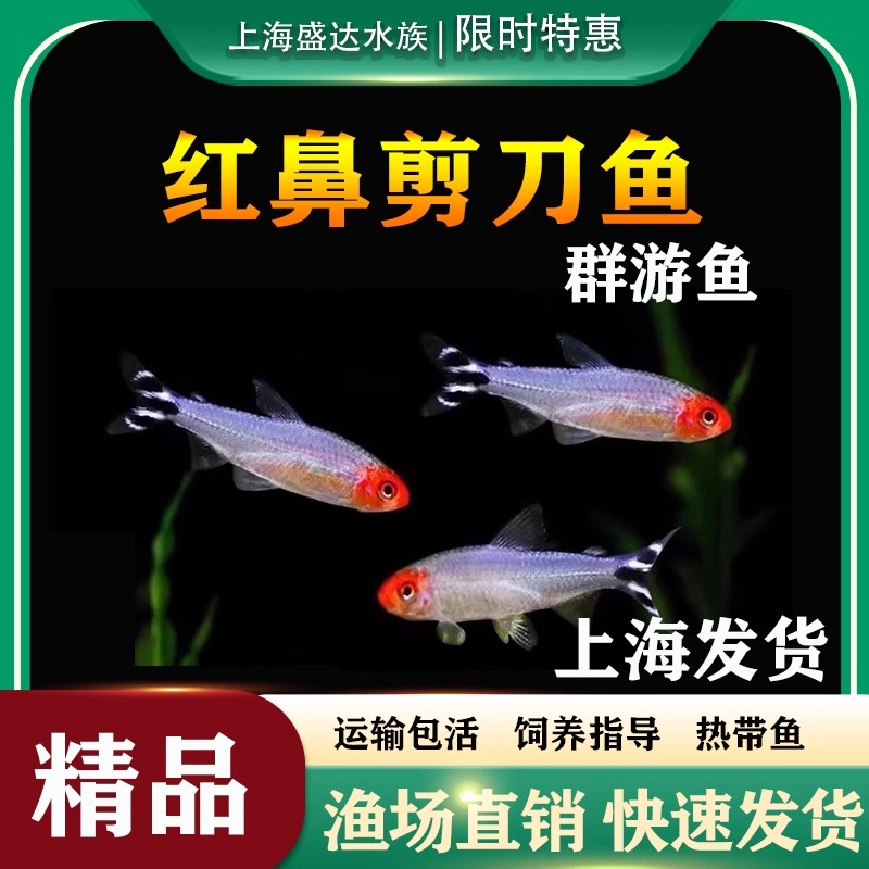 群游鱼草缸鱼红鼻子剪刀鱼钻石灯