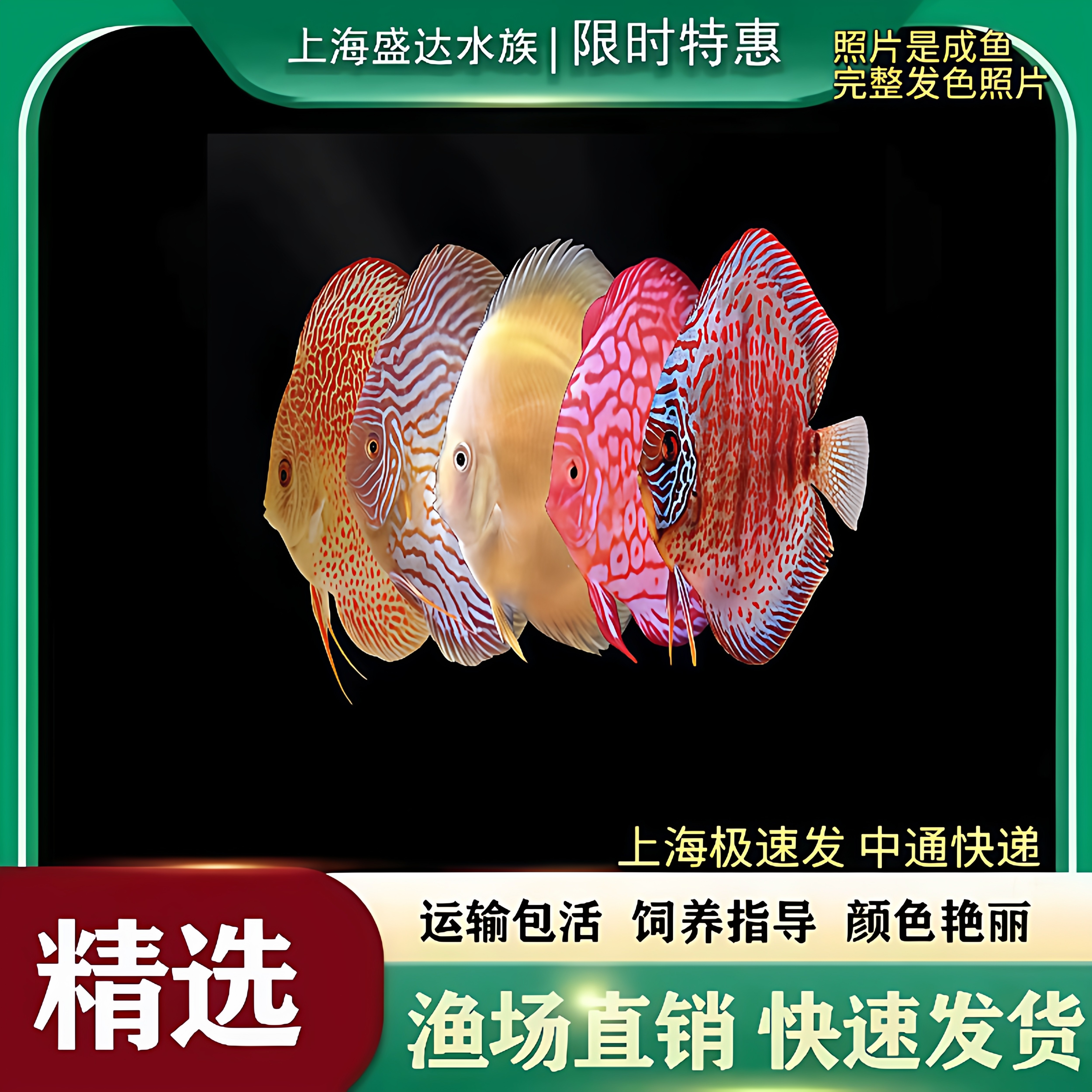 七彩神仙鱼热带观赏鱼淡水鱼阿莲卡松石红鸽子鱼财神天之蓝燕子鱼