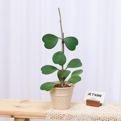 心叶球兰老桩多肉桌面观叶植物
