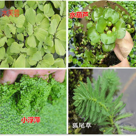 水芙蓉水葫芦水浮莲浮萍水草植物水生种子养龟养鱼养殖用品造景缸