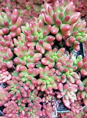 绿植虹之玉吸甲醛多肉植物包邮