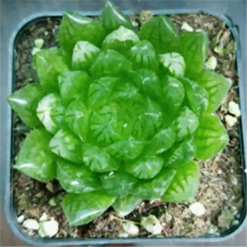 多肉植物樱水晶玉露超萌草玉露圆头帝王玉露盆栽室内好养含盆送土