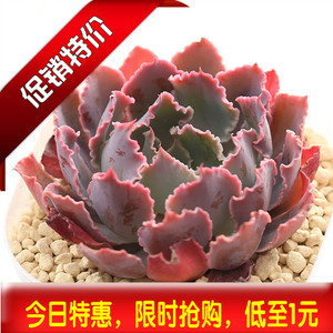 低价多肉晚霞组合盆栽多肉类植物包邮室内防辐射多肉植物进口包邮