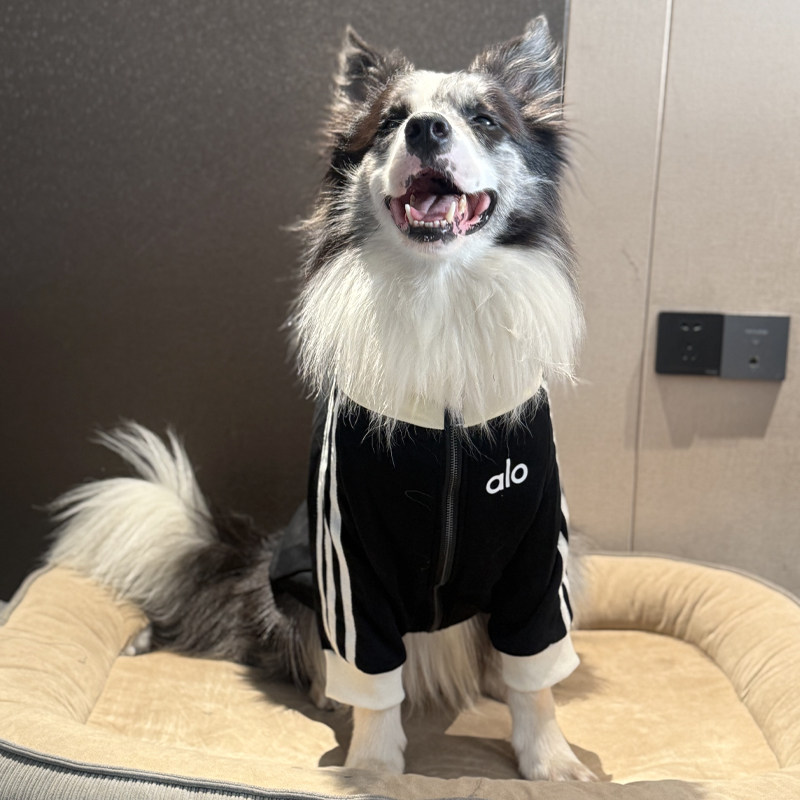 边牧衣服潮牌拉链衣服狗狗衣服大型犬春秋纯棉卫衣大狗防掉毛衣服