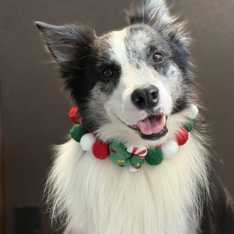 边牧圣诞项圈装饰品大型犬