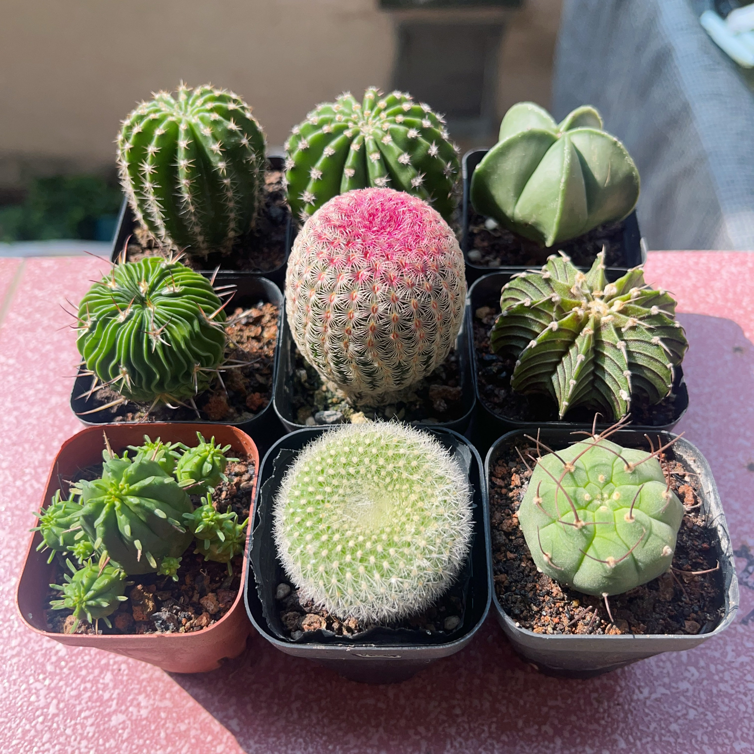 鸾凤玉仙人球大全新款开花多肉植多肉植物