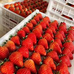 艳九天草莓奶油草莓安长丰草莓红颜奶油草莓新鲜现摘孕顺丰
