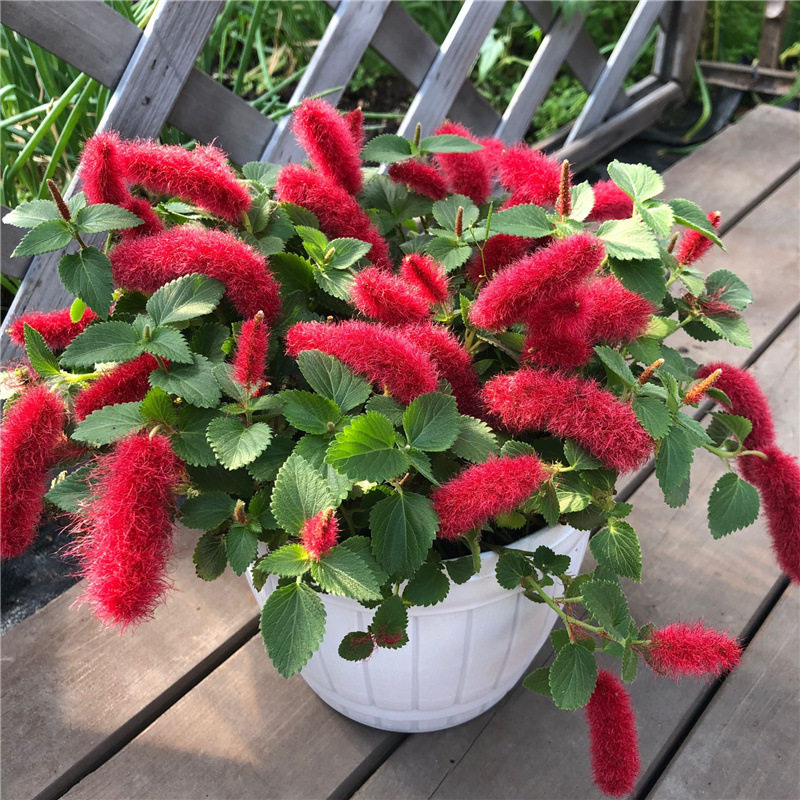 岁岁红盆栽阳台垂吊花卉红樱吊兰植物狗尾红大盆花庭院耐热耐晒