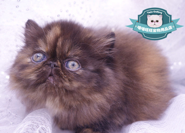 CFA register Cattery family breed Foreign country Long-haired cat Garfield Hawksbill tabby Homein the Pet/Pet food and supplies , Kitty  category - from Buy2taobao.com to provide professional Taobao agent buy service