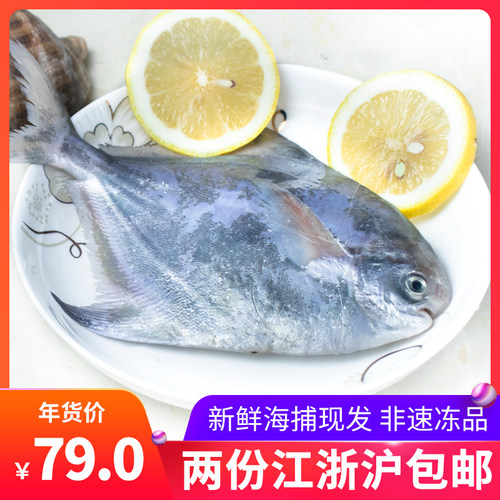 新鲜海捕冷冻野生舟山石浦银鲳鱼