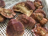 鲜活野生琵琶虾新鲜虾姑九齿扇虾东海野生海鲜虾菇排2斤