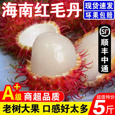 现摘时令水果泰国新品种红毛丹果