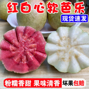 树上熟 5斤香软白心芭乐番石榴水果新鲜包邮当季海南特产现货