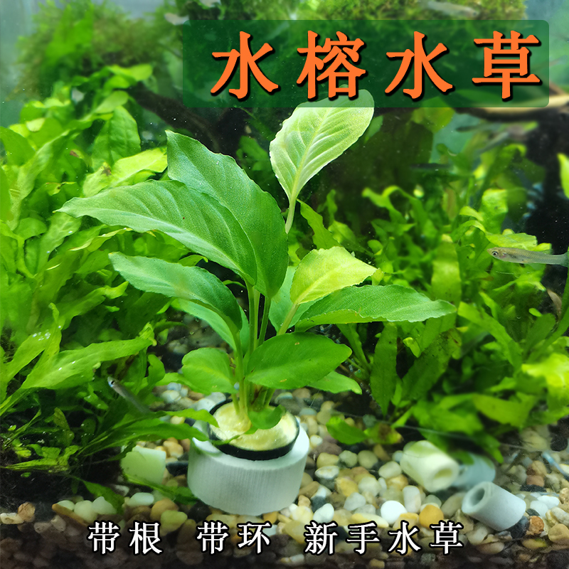 鱼缸造景 水榕水草植物带陶瓷环无需水草泥入门级阴性水草