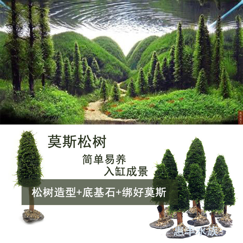 水草活体莫斯树真水草莫斯松树圣诞树鱼缸水族箱造景装饰水草