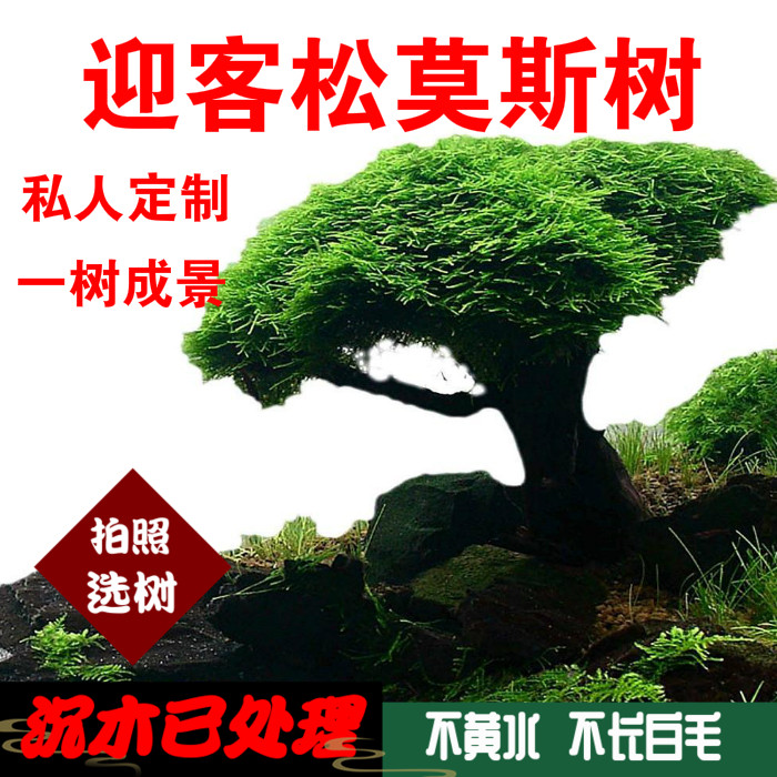 鱼缸造景沉木成品莫斯树迎客松蘑菇头树森林绑活体莫斯水草植物