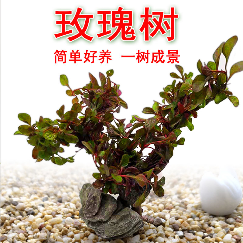 鱼缸造景沉木绑好红波水草树森林懒人水草无需底沙一树成景包邮,宠物/宠物食品及用品,水草,淘宝优惠券,粉丝福利购,淘宝优惠卷