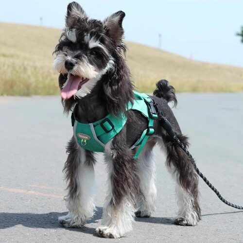 背心式狗狗牵引绳中小型犬雪纳瑞柴犬柯基可调节遛狗绳胸背带链子