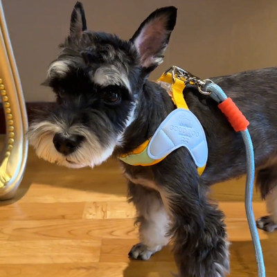 狗狗牵引绳Y型中小型犬比熊柯基雪纳瑞夏季透气胸背带遛狗绳链子