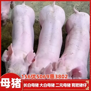 猪仔活苗国寿黑母猪长白母猪大白母猪太湖母猪黑金刚母猪活体猪仔