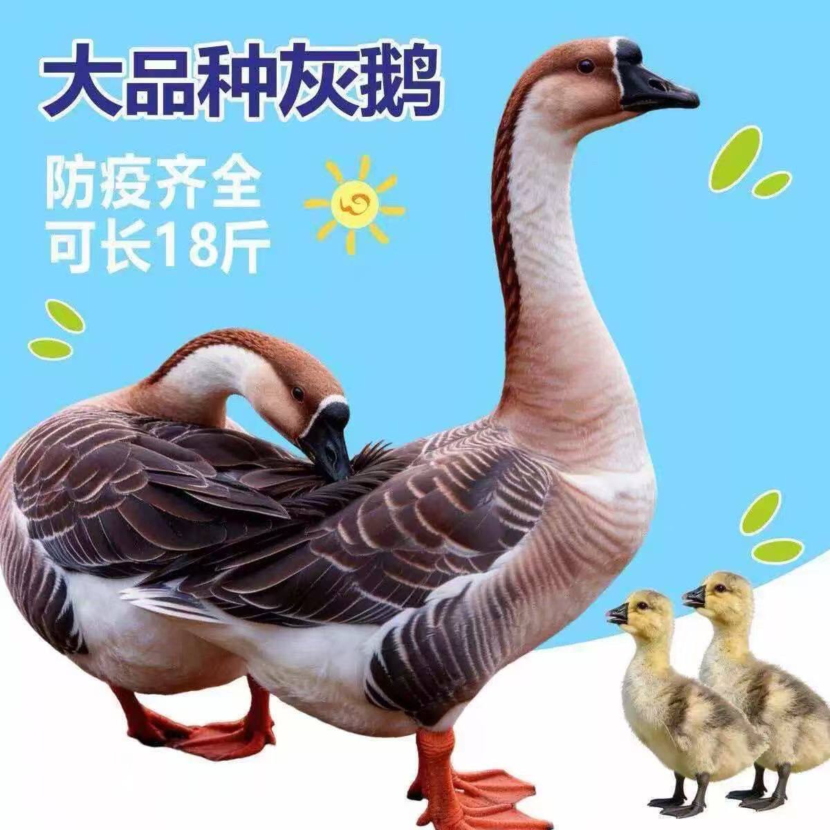 大品种灰鹅活体宠物鸭成年母鹅防疫苗齐全可长18斤