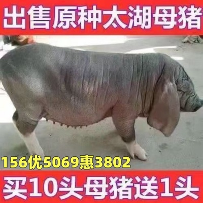 原种太湖母猪二花脸高产四蹄白母